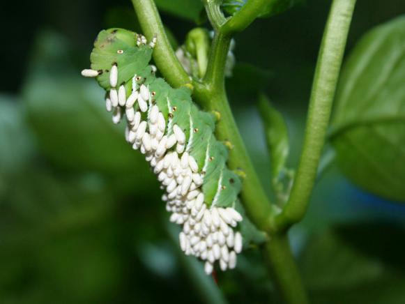 Braconid Wasp Pupae