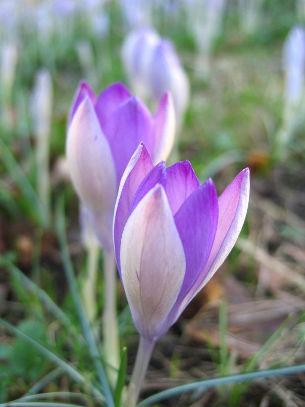 Fall Flowering Purple Crocus Fall Flowering Purple Crocus