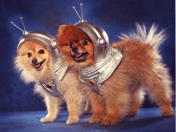 Dogs in Alien Halloween Costumes Dogs in Alien Halloween Costumes