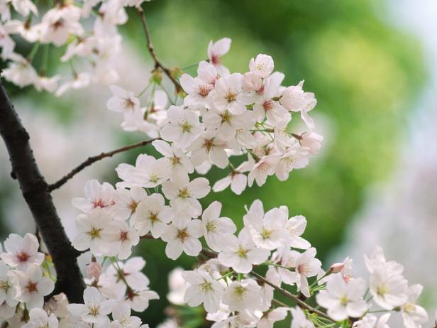 HGTV_flowering-tree-cherry-blossom-flower_s4x3 HGTV_flowering-tree-cherry-blossom-flower_s4x3