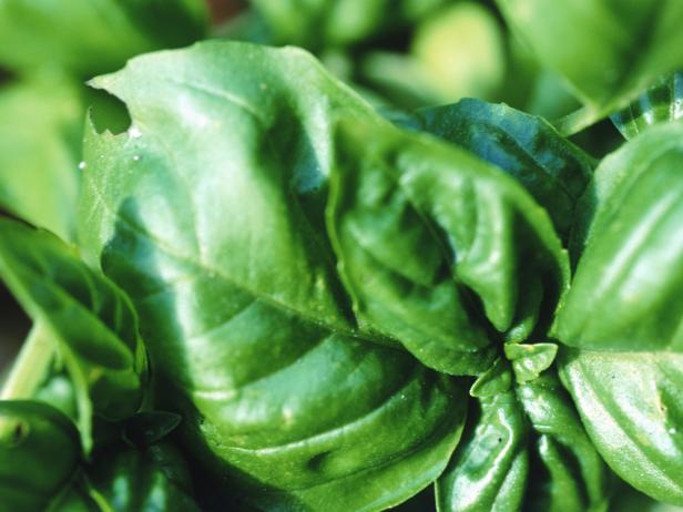 Basil Leaves Release Distinctive Fragrance Basil Leaves Release Distinctive Fragrance