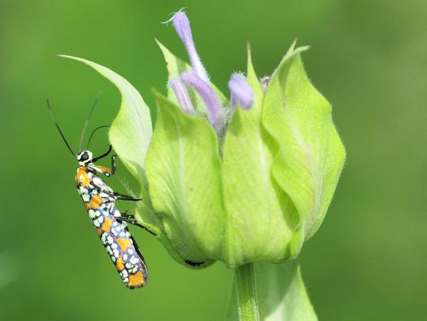 Webworm Garden Pests Webworm Garden Pests
