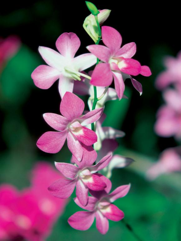 Pink Orchids Pink Orchids