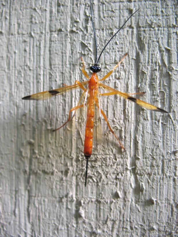 Beneficial Ichneumon Parasitoid Wasp Beneficial Ichneumon Parasitoid Wasp