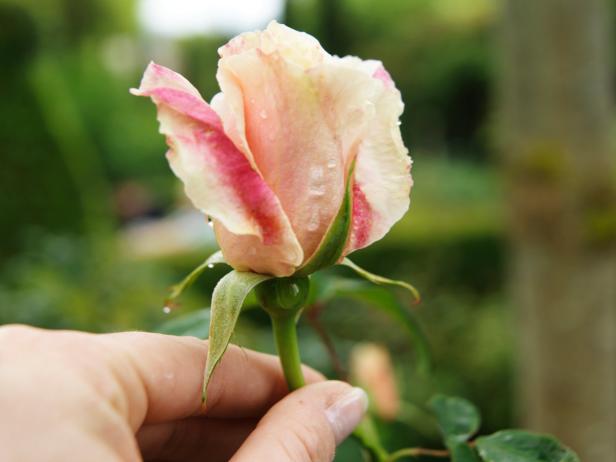Pale Pink Rose in Hand Pale Pink Rose in Hand