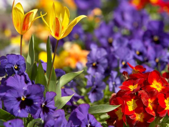 Flower Garden Flower Garden
