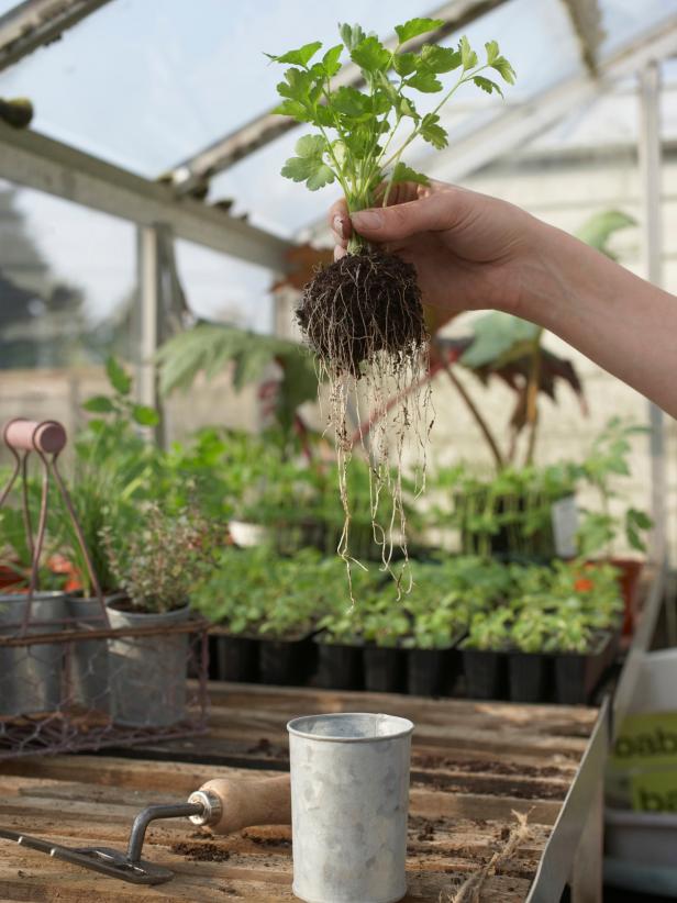 Choosing a Greenhouse Landscaping Ideas and Hardscape Design HGTV greenhouse landscaping ideas Choosing a Greenhouse Landscaping Ideas and Hardscape Design HGTV greenhouse landscaping ideas