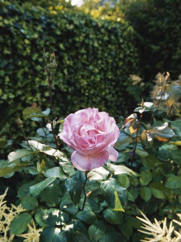 Pale Pink Rose in a Green Garden