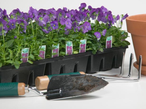 Plating Pansies Plating Pansies