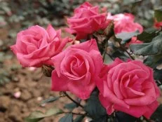 Pink Roses