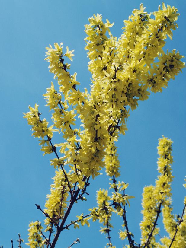 Forsythia Flowers Forsythia Flowers