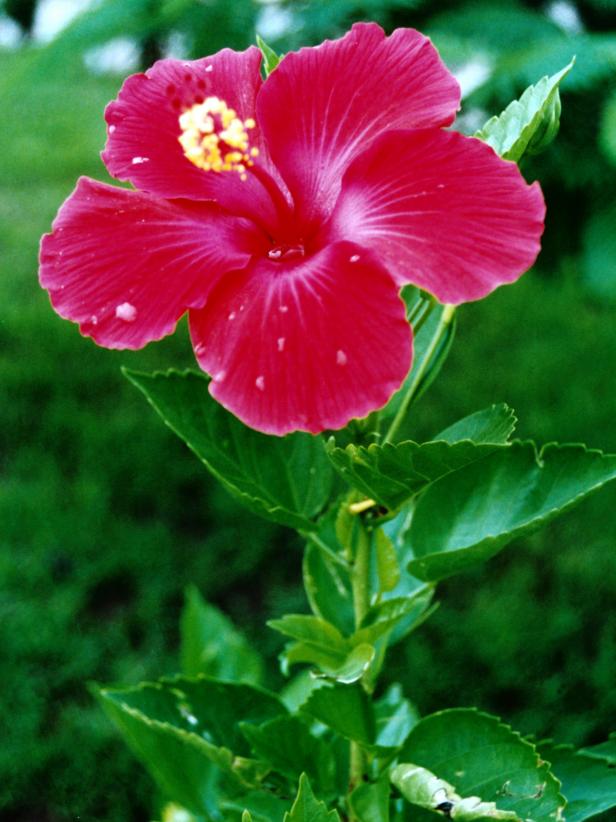 Red Hibiscus Flower Red Hibiscus Flower