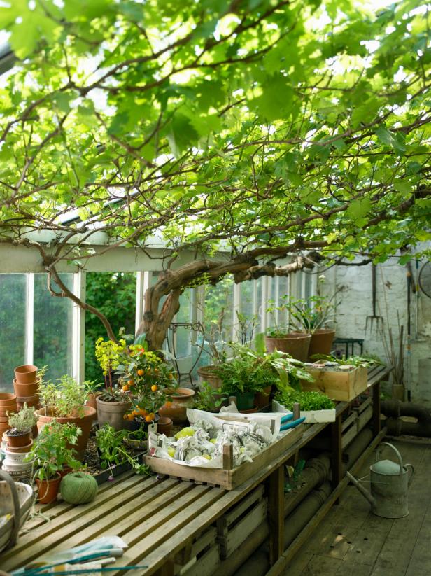 Greenhouse Vines Greenhouse Vines