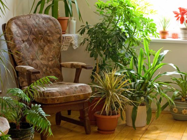 Chair and Container Gardens