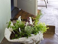 Fresh Herbs on Concrete Patio by Door