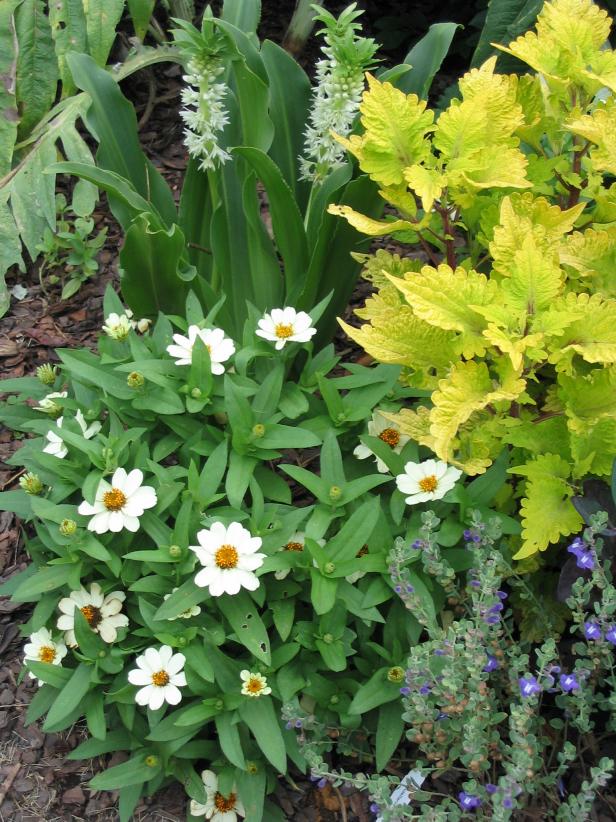 Zinnia Combined with Foliage Zinnia Combined with Foliage