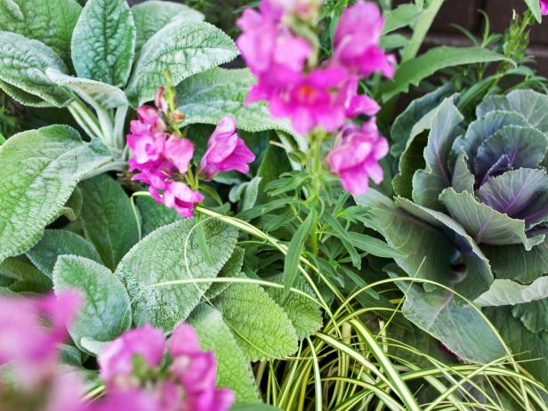 Pink Flowers and Plants