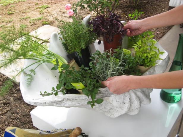 Artificial Conch Shell With Herb Garden