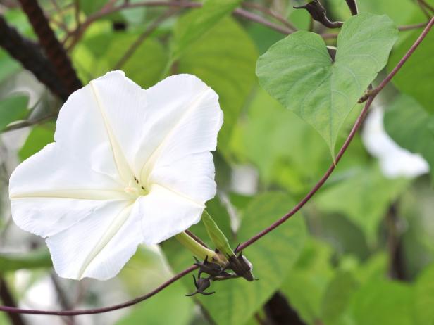 Moonflower Plant