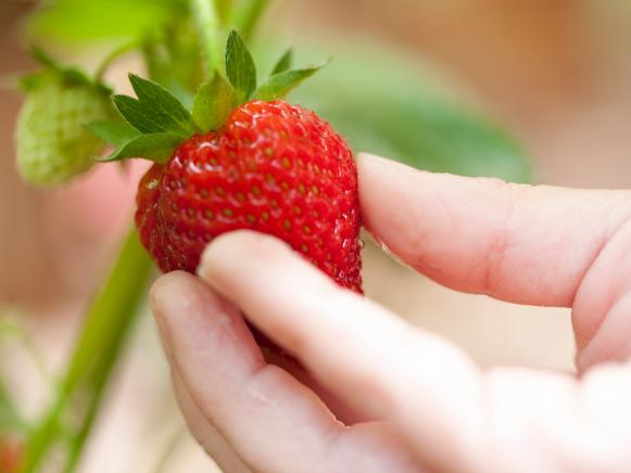 Delicious Picked Strawberry Delicious Picked Strawberry