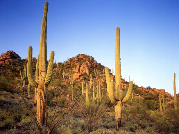 Saguaro Cactus National Monument Saguaro Cactus National Monument