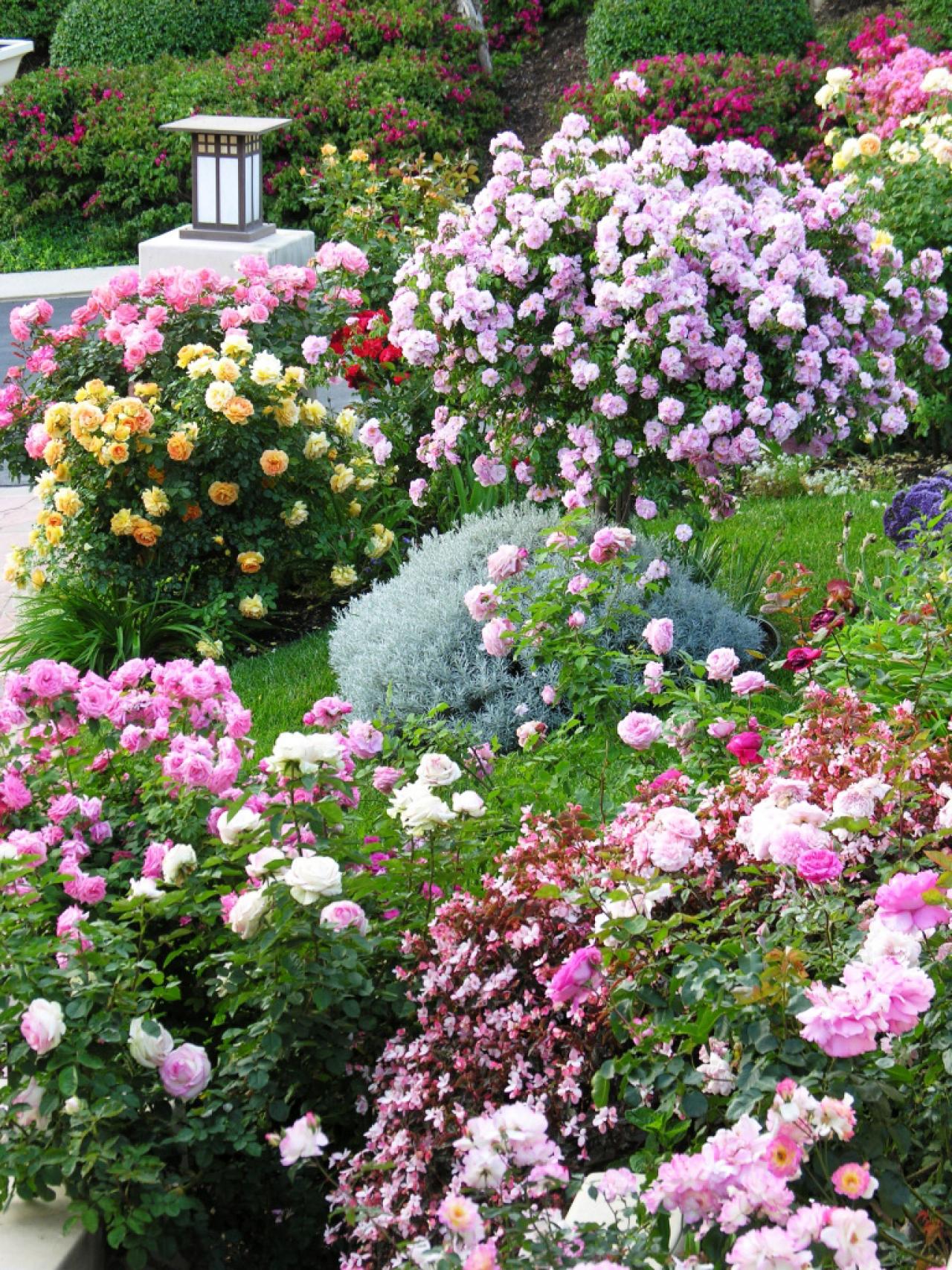 Backyard Rose Garden