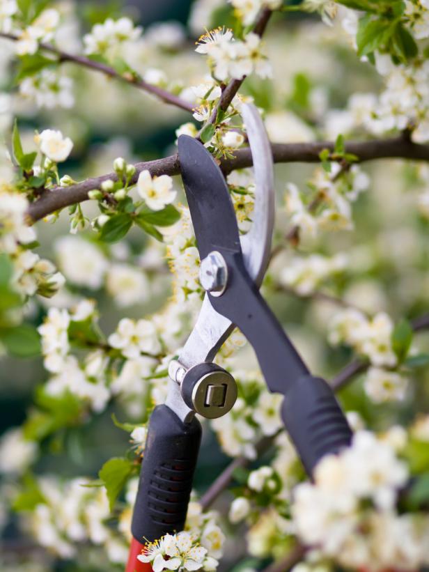 Pruning Tips Pruning Tips