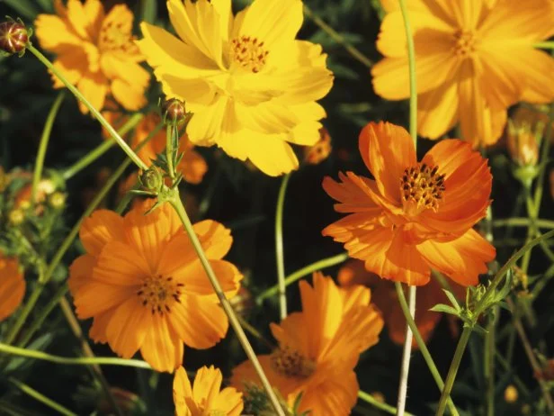 Orange and yellow cosmos flowers