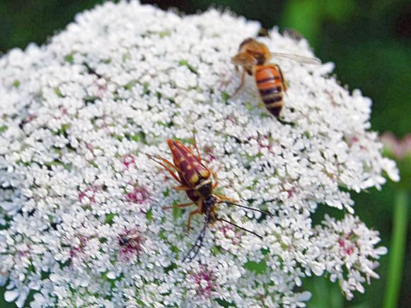 Beetle Mating