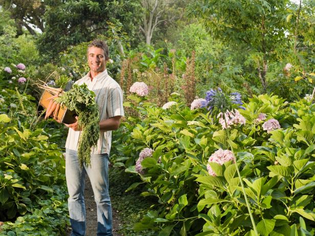 Vegetable Garden Vegetable Garden