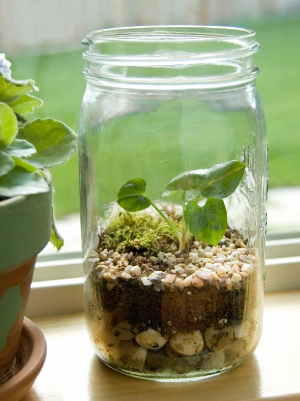 Tiny Terrarium in Canning Jar