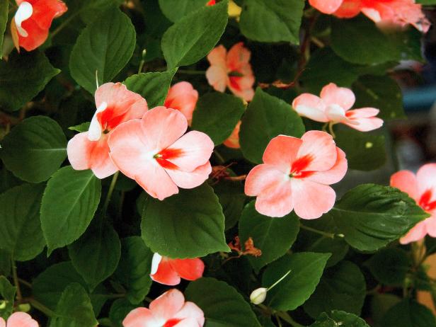 Impatiens Impatiens