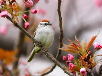 Chipping Sparrow