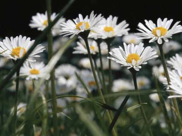 Field of White Daisies