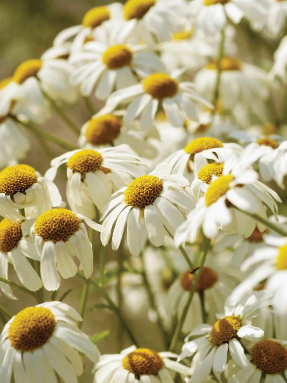 Chamomile Chamomile