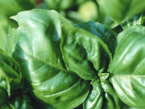Basil for Summer Cooking Basil for Summer Cooking