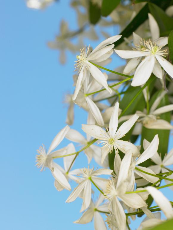 High Climbing Clematis Vine High Climbing Clematis Vine