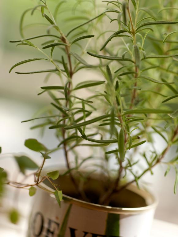 Rosemary Plant in Container Rosemary Plant in Container