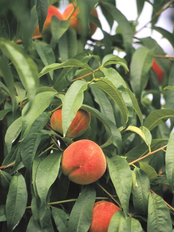 Peach Tree with Ripening Fruit Peach Tree with Ripening Fruit