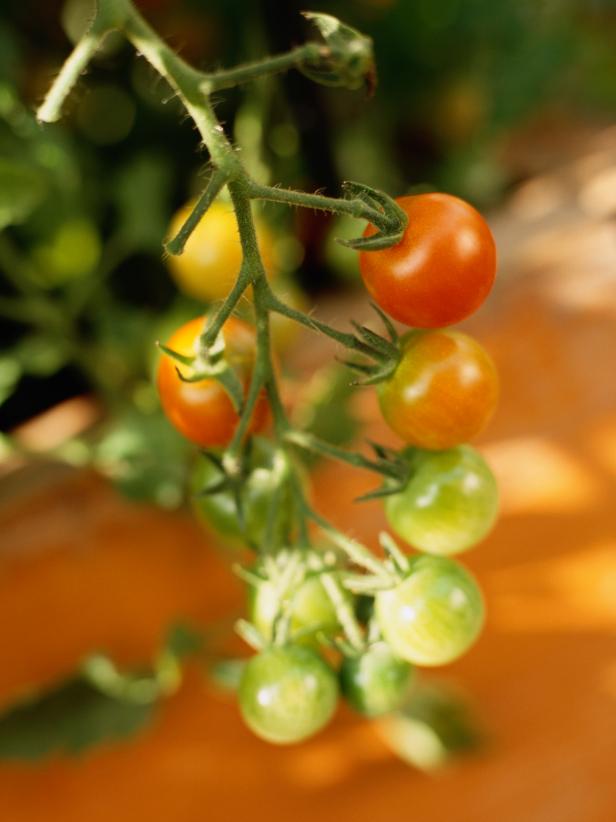 Tomato on the Vine Tomato on the Vine