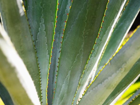 Dramatic Agave Fronds