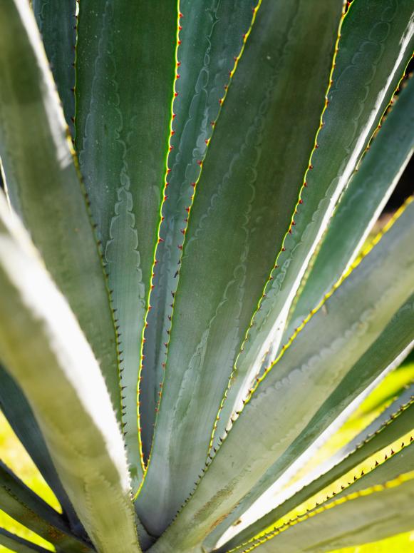Dramatic Agave Fronds