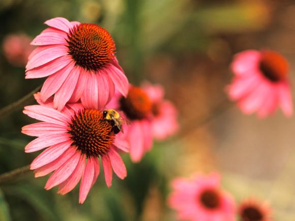 Bee Visits Coneflower Bee Visits Coneflower