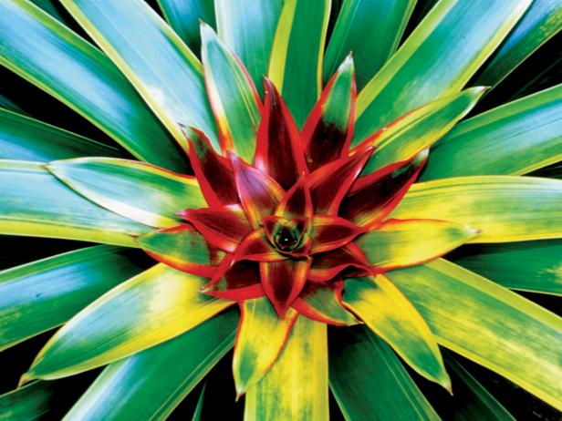 Dramatic Bromeliads Dramatic Bromeliads
