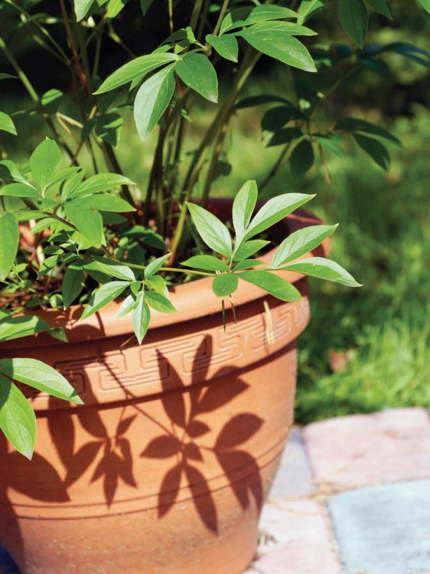 Clay Pot Planter on Stone Walkway Clay Pot Planter on Stone Walkway