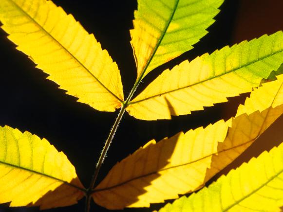 Golden Foliage