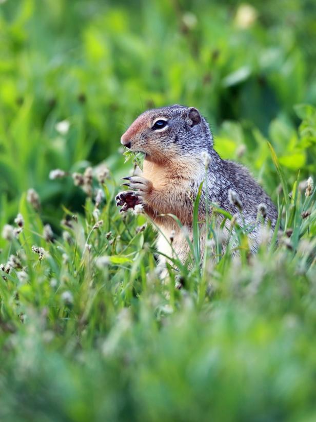 How can you deter gophers?