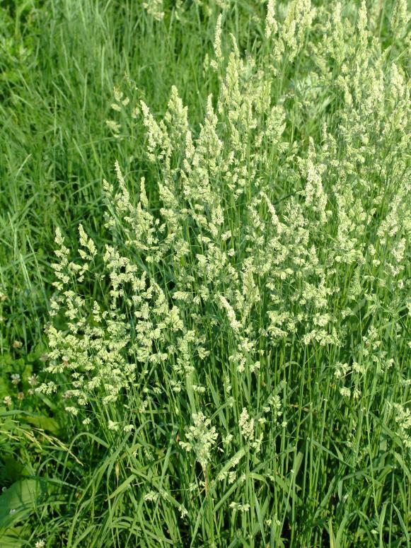 Sedge Grows Free Sedge Grows Free