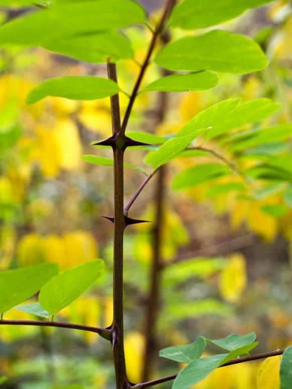 Thorny Branches Thorny Branches