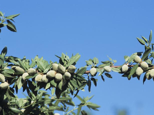 Almond Tree Almond Tree